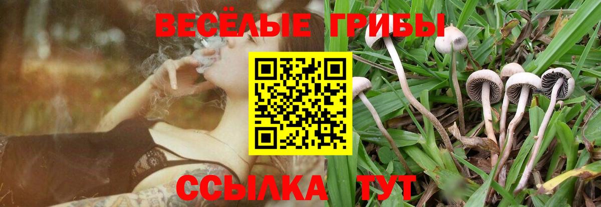 Галлюциногенные грибы Cubensis  Галлюциногенные грибы Psilocybe  Сланцы  Вход с VPN 